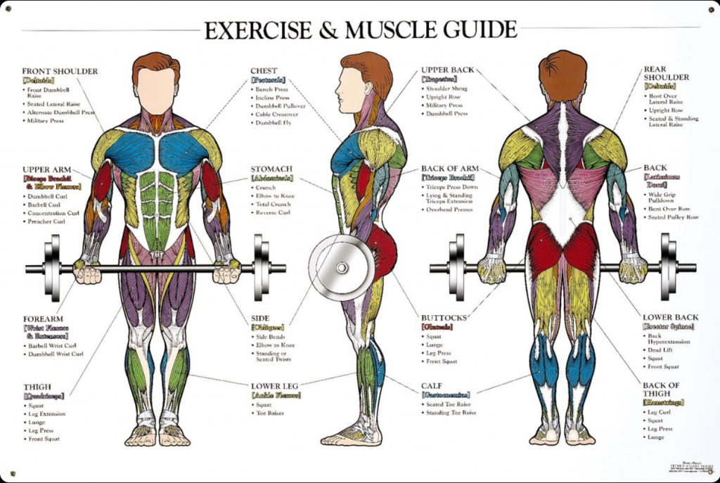 MuscleWiki: The Visual Exercise Database Every Gym-Goer Needs